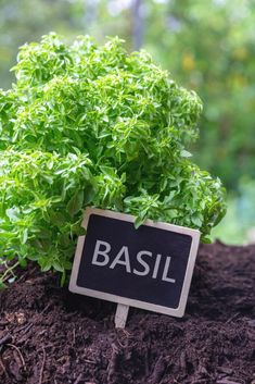 basil growing in the soil next to a sign that says basil