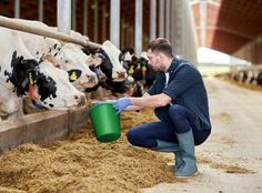 a man is milking cows in a barn with many other cows behind him and wearing rubber boots