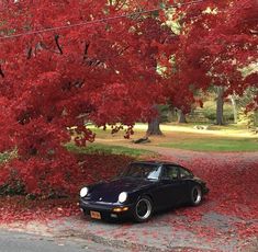 a black car parked in front of a tree with red leaves on it's ground