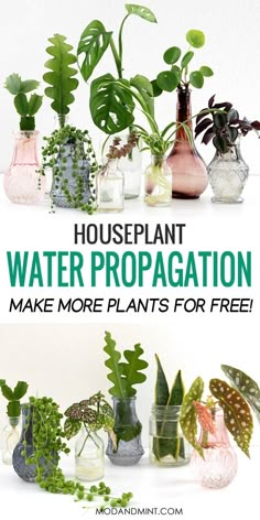 there are many different plants in vases with the words houseplant water propaganda make more plants for free