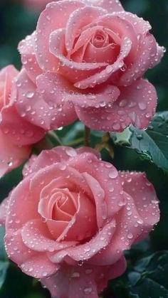 three pink roses with water droplets on them