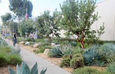 a man walking down a sidewalk next to trees and plants on either side of the walkway