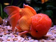 an orange fish is in the water near some rocks and gravel, while another goldfish looks on