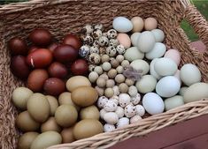 a basket filled with eggs sitting on top of a wooden table