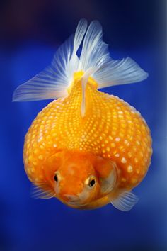 #pearlscale #breedergoldfish #goldfish #fish Chubby Goldfish, Fish Anatomy, Study Reference, Photo Study, Iphone Wallpaper Winter, Unusual Facts