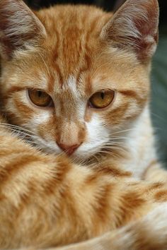 an orange and white cat is laying down