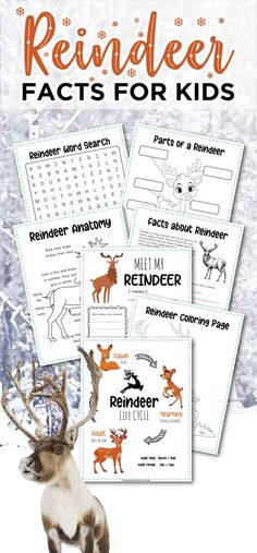 reindeer fact worksheets for kids to help them understand what animals are in the forest