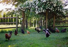 a group of chickens standing on top of a lush green field next to a wooden fence