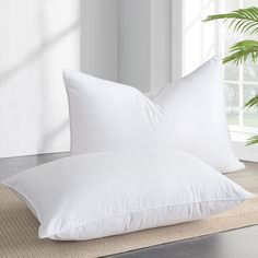 two white pillows sitting on top of a rug next to a potted palm tree