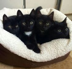 three black kittens are sitting in a cat bed