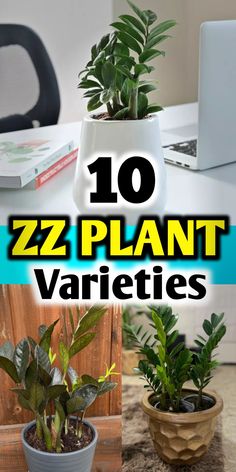 Zz plant varieties Zz Plant Varieties, Zz Plant Decor, Zz Plants, Oxygen Plant, Zamioculcas Zamiifolia, Plant Corner, Plant Mama, Plant Varieties, Zz Plant