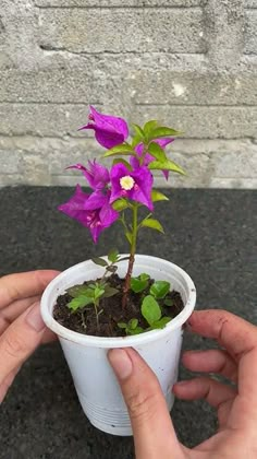 a person holding a small potted plant with purple flowers in it's center