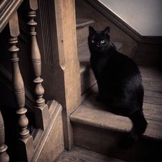 a black cat is sitting on the stairs