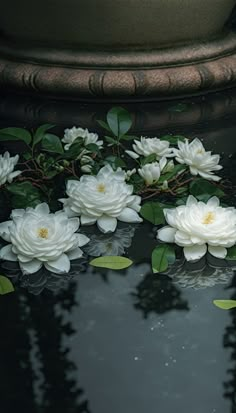 white flowers floating on top of water next to a potted plant with green leaves