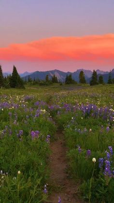 a field with purple flowers and trees in the background at sunset or dawn, as well as a trail leading through it