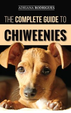 Hardcover version is printed in FULL COLOR!"If you are new too, or are a current parent, of this great little breed, this book will give you the guidance and knowledge to raise a happy, healthy, and well-trained Chiweenie."Tami Kuipers, mom to Sadie the Chiweenie"I love the Complete Guide to Chiweenies! They are such a unique breed and like us humans come in so many shapes and sizes. This book covers everything Chiweenie!Phillipa Jones, Chiweenie ownerWith such short legs and tiny paws, you might be surprised just how much energy a Chiweenie can hold. But just like how the tantalizing combinations of a Mexican Hotdog or a German Taco leave your ears perked, this perfect blend of a Dachshund and a Chihuahua is always trying to constantly grab your attention-and succeeding.Regardless of its Paul Allen, Dachshund Breed, Dachshund Mix, Popular Dog Breeds, Chihuahua Mix, Dachshund Puppies, Dachshund Puppy