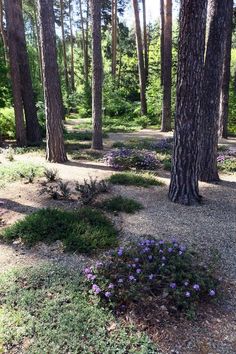 some purple flowers are growing in the middle of a dirt area surrounded by tall trees