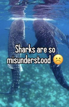 two whales swimming in the ocean with text that reads, sharks are so misnderstod