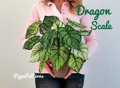 a woman holding a potted plant with the words dragon scale on it's side