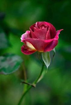 a single red rose with green leaves in the background