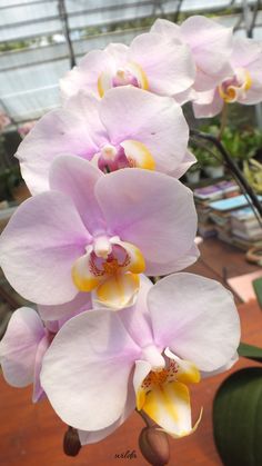 pink and white orchids in a greenhouse