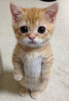 an orange kitten sitting on its hind legs