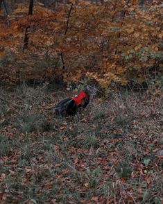 a black and red dog laying on top of a grass covered field next to trees