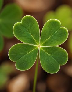 a four leaf clover is seen in this image