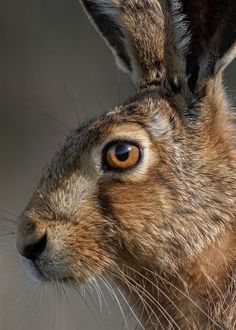 a close up of a brown and black rabbit's face, with the eyes wide open