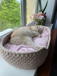 a white cat laying in a basket on top of a window sill next to a potted plant