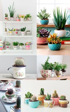 some plants are sitting on shelves with pots and cups in them, one is green