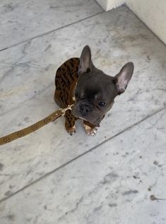 a small dog sitting on the floor with a leash around it's neck and wearing a tortoise shell