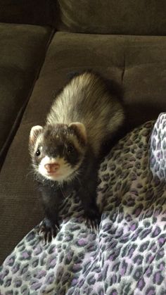 a ferret sitting on top of a leopard print blanket