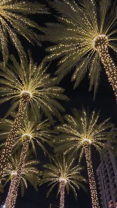 palm trees are lit up at night in the city