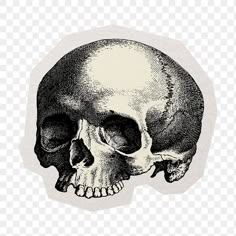 a black and white drawing of a human skull on a transparent background, hd png