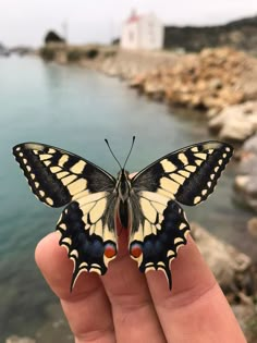 a butterfly that is sitting on someone's hand next to the water and rocks