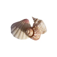 two seashells on a white background, one shell is facing the other direction