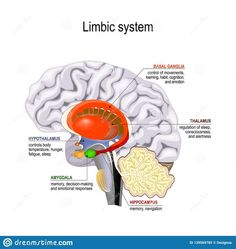 Hypocampus Brain, Limbic System Brain, Anatomical Brain, Basal Ganglia, Adrenal Support, Pituitary Gland