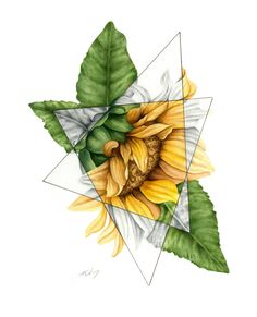 a watercolor drawing of a sunflower with green leaves on the bottom and white background