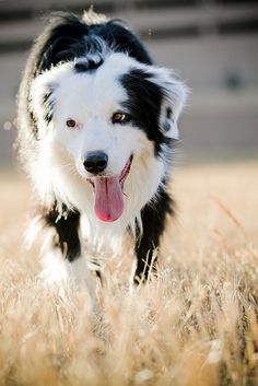 a black and white dog is running through the grass with its tongue hanging out,