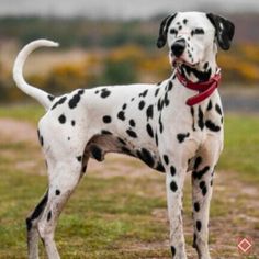 a dalmatian dog standing on top of a grass covered field