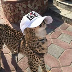 a cheetah with a hat on its head