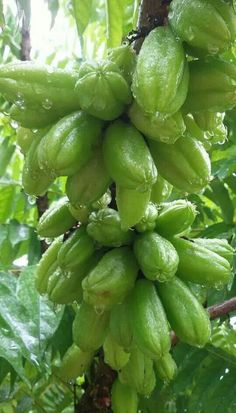 some green fruit hanging from a tree in the rain