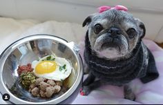 a small dog is sitting next to a bowl with food in it and looking at the camera