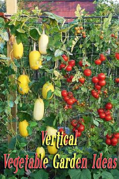 several different types of tomatoes growing on a trellis in an urban garden, including yellow and red peppers