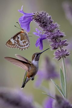 a hummingbird and a butterfly flying next to each other in the air near purple flowers