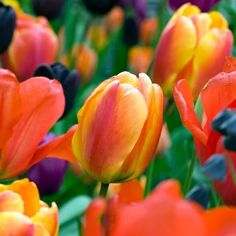 many different colored tulips are growing together