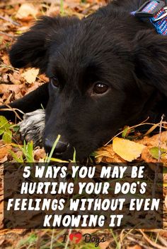 a black dog laying on top of leaves in the grass with text that reads, 5 ways you may be hurtting your dog's feelings without even known