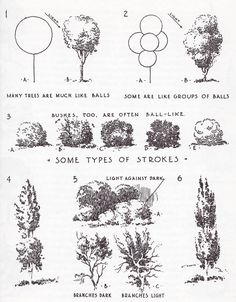 some types of trees and shrubs are shown in this page from the book, tree identification