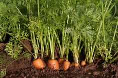 carrots are growing in the dirt with green leaves